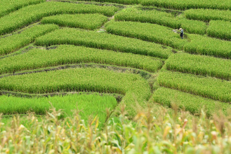 季节 成长 环境 自然 粮食 收获 大米 植物 亚洲 生长