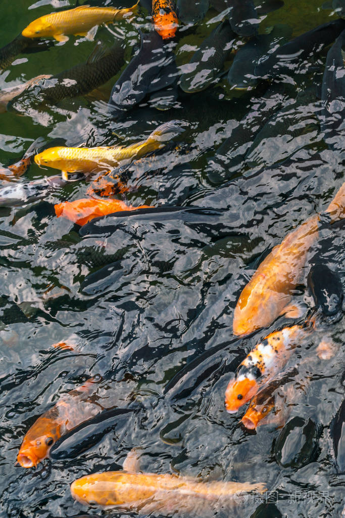 彩色鲤鱼在水面游泳的特写照片