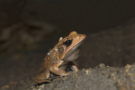 印度喀拉拉邦寂静谷国家公园青铜蛙