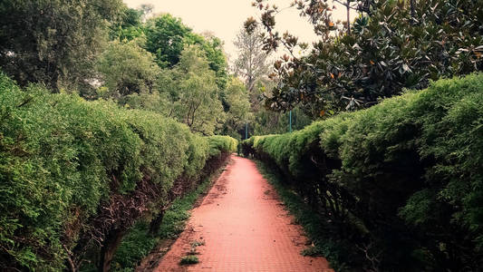 印度卡纳塔克邦班加罗尔拉尔巴格植物园美景