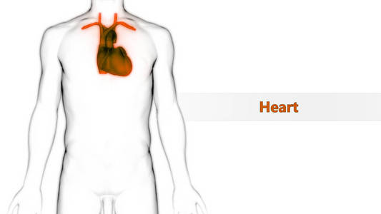 中庭 成人 心脏病学 静脉 三维 医学 解剖 肌肉 人类