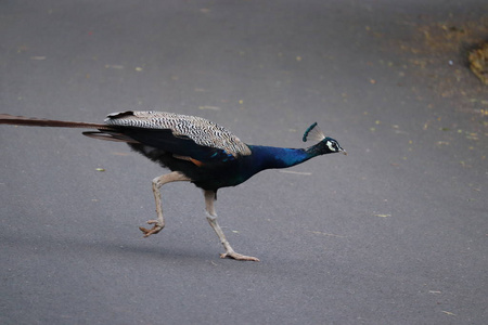 走在人行道上的野孔雀.照片