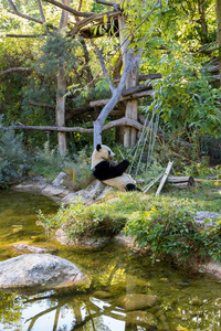 大熊猫仰卧着吃竹子图片