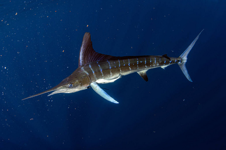 太平洋沙丁鱼鱼饵球中的条纹马林鱼和海狮照片