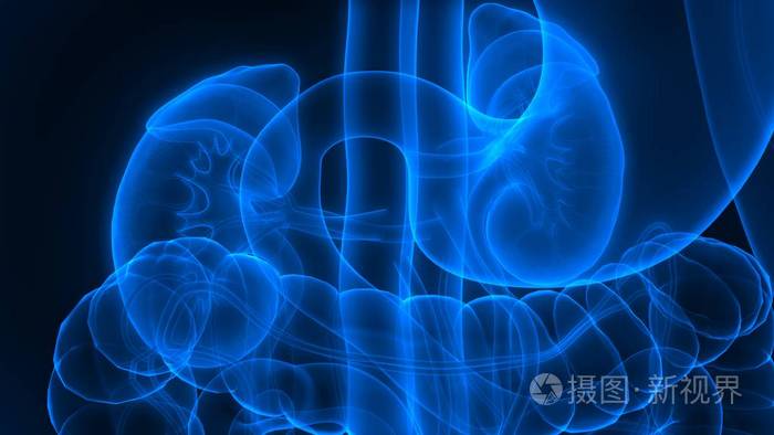 偶像 肾病学 健康 肿瘤 三维 疼痛 器官 身体 膀胱 人类