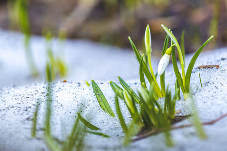 在森林里,白芽盛开的雪花被折叠或褶皱的加兰花包围着.
