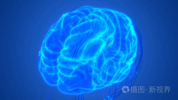 损伤 人类 颅骨 医学 解剖 智力 提供 扫描 科学 解剖学