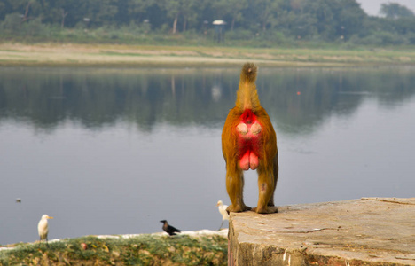 A monkey playing on riverbank 