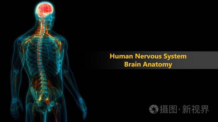 皮层 智慧 神经 人类 解剖 智力 医学 器官 健康 损伤