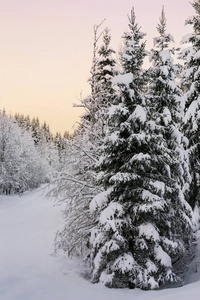 Sunset in the snowy forest 