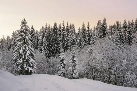 Sunset in the snowy forest 