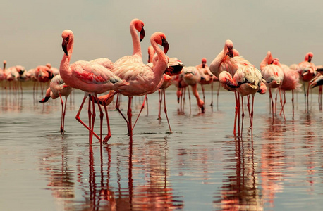 Wild african birds. Group birds of pink african flamingos  