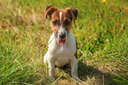 杰克拉塞尔小猎犬坐在阳光普照的草地上，看上去很内敛