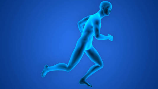 生物学 雕像 生理学 健康 健美运动员 成人 身体 肌肉