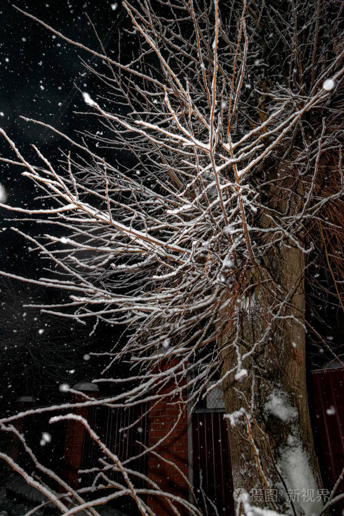 夜间降雪时的树枝