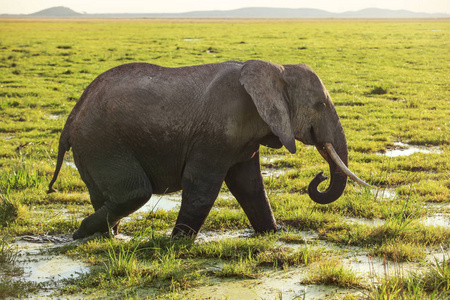 非洲丛林象Loxodonta africana在草原上行走，g