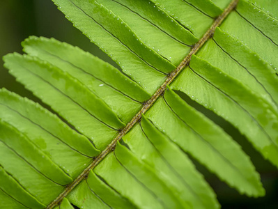 蕨类植物叶子特写镜头