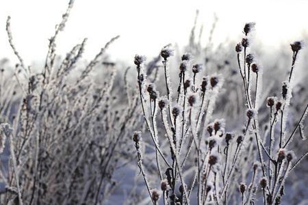 风景 美女 季节 自然 植物 分支 美丽的 天空 冬天 天气