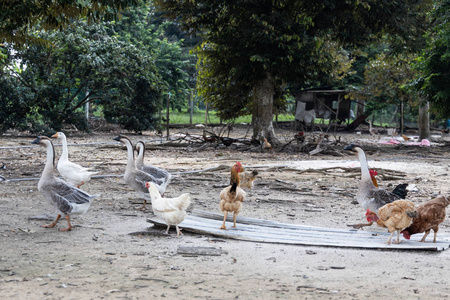 马来西亚的自由放养鸡和家禽养殖