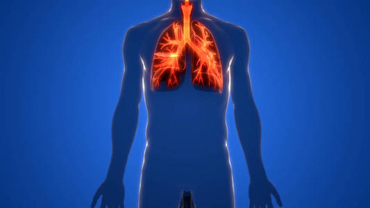 膈膜 慢性阻塞性肺病 生物学 气囊 成人 肺炎 身体 人类