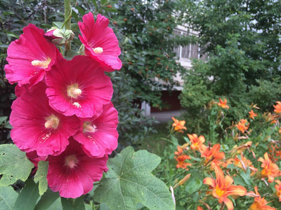 院子 夏天 植物区系 花的 春天 自然 玫瑰 花瓣 城市