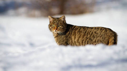 观察雪景的可爱的欧洲野猫图片