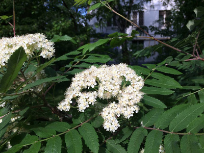 特写镜头 盛开 开花 花园 颜色 夏天 植物 花瓣 春天