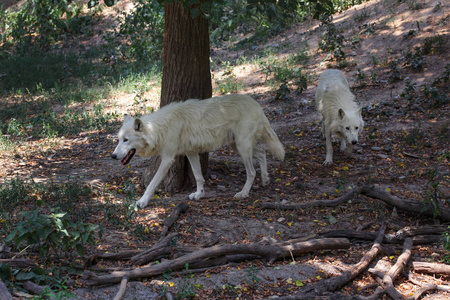 一对白狼在森林里散步