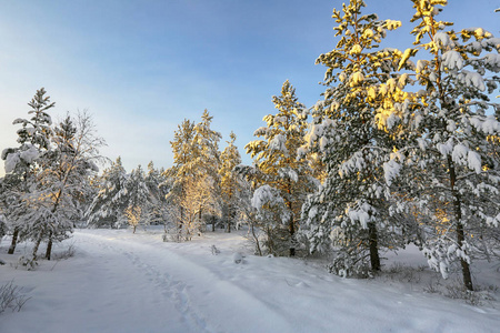 Snowy forest 