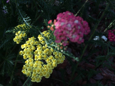 花的 植物区系 绣球花 紫色 春天 粉红色 特写镜头 植物