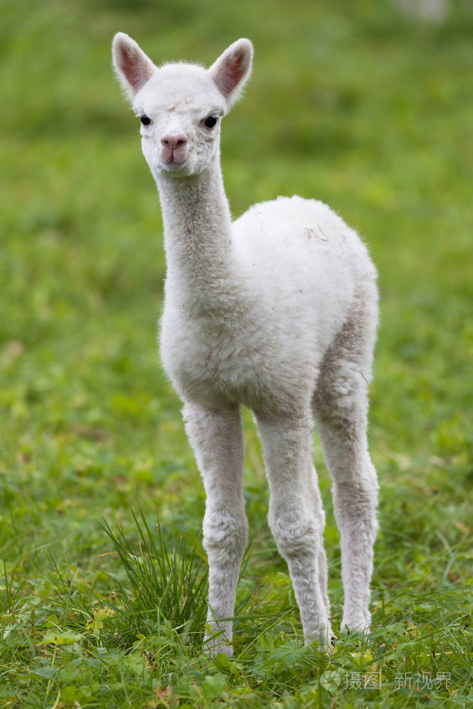 挪威的小羊驼