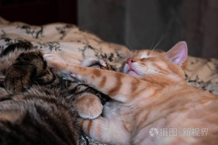 哺乳动物 斑猫 有趣的 可爱的 卧室 睡觉 说谎 小猫 动物