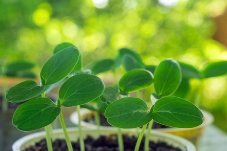 花钵黄瓜的第一片叶子,幼苗.黄瓜从种子中发芽.绿叶钵育苗照片