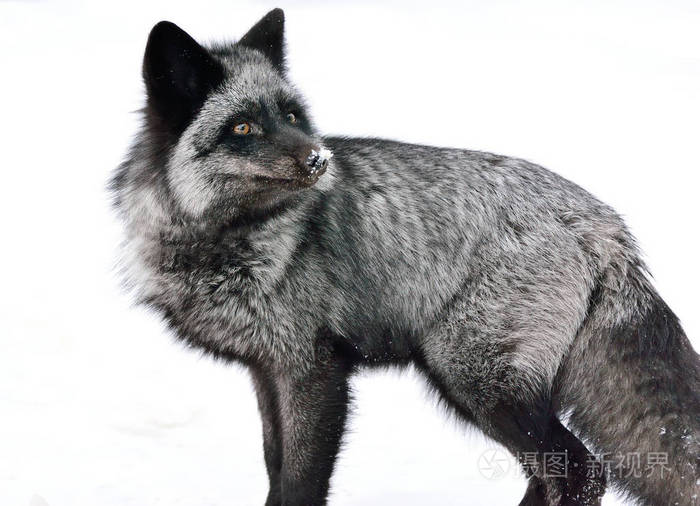 冬天的黑狐狸颜色很美