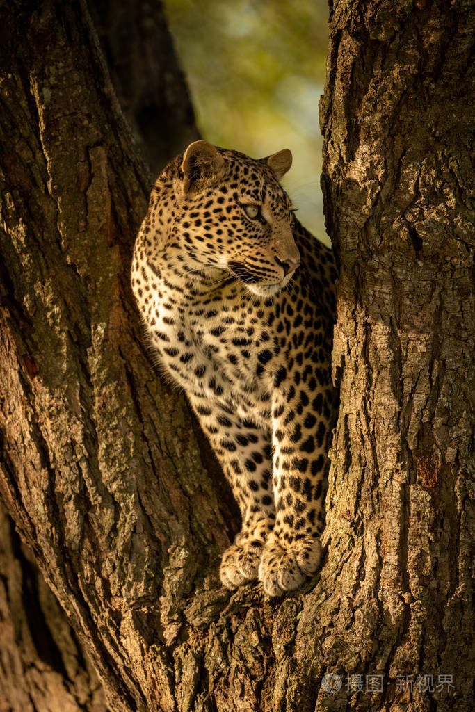 一只豹子从树杈上瞪着