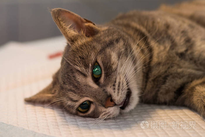 宠物 特写镜头 基蒂 可爱极了 美丽的 肖像 可爱的 猫科动物