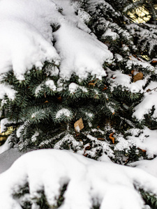 白雪下美丽的绿云杉树枝。