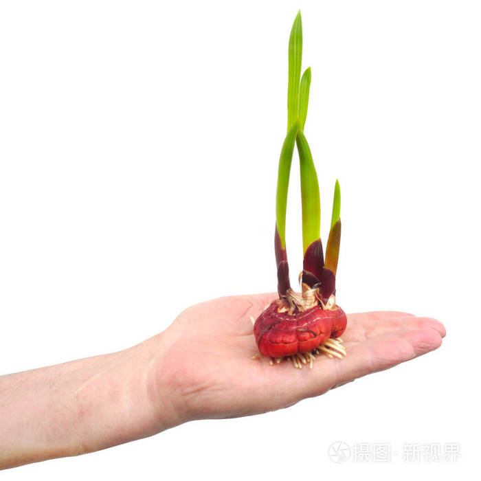 白色背景上孤立的唐菖蒲花球茎.农业,园艺.准备种植在地里的植物.