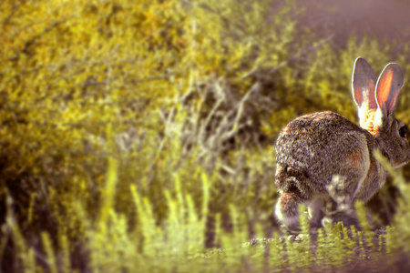 欧洲兔子，科学上被称为羚羊，在西班牙森林中奔跑。