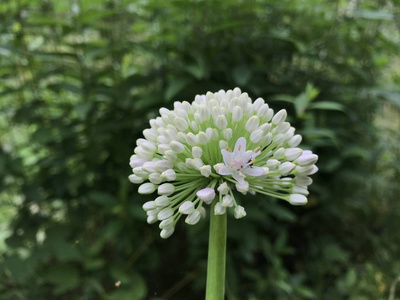 植物 植物区系 夏天 花园 特写镜头 花瓣 美女 开花 花的