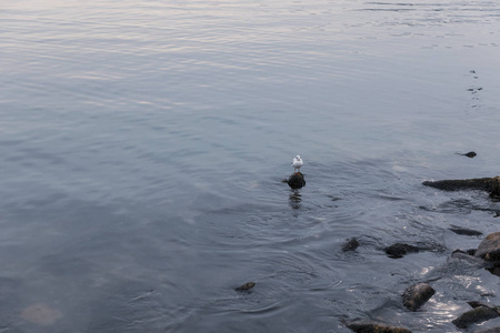 海边石头上孤独的海鸥