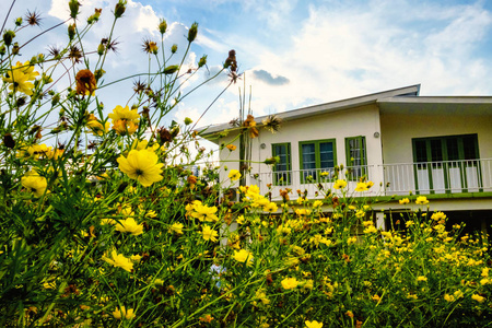 前景是黄色的花朵，后面是美丽的家和蓝色的sk