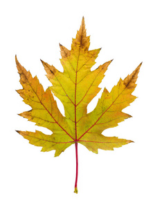 动画片落叶彩叶秋天的树木图标在白色两片秋天的白橡树叶子木材样品