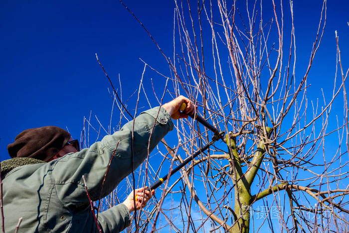 园丁正在修剪树枝用长长的乳酪修剪果树