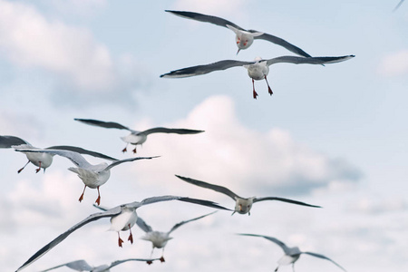 Many gulls fly in the sky. 