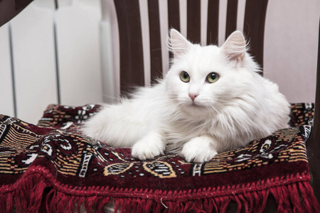 猫科动物 优等生 基蒂 美好的 小猫 可爱的 摆姿势 美丽的