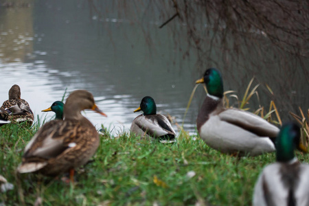特写野鸭啃着草地,走在池塘边的绿草上.羽毛上有水滴.照片