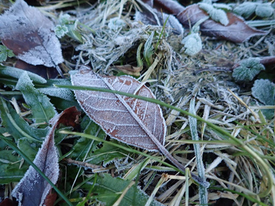 dry autumn leaves on the grass  