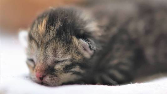 可爱的塔比新生小猫睡觉，小动物睡觉，特写脸。