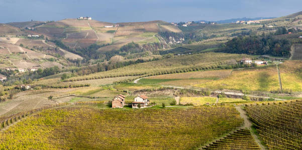 乡村 意大利 葡萄园 农业 自然 秋天 葡萄酒 丘陵 葡萄栽培